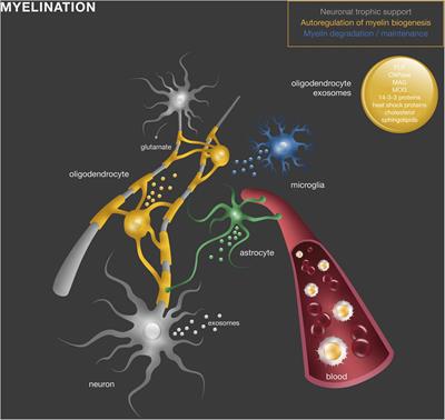 Exosome Circuitry During (De)(Re)Myelination of the Central Nervous System